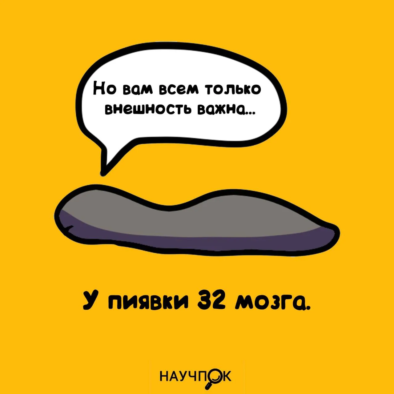 У пиявки 32 мозга — видимо, чтобы помнить, где все кусочки! 😂🧠💧