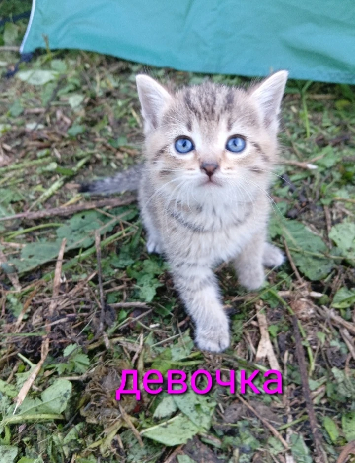 Отдам очень игривых котят в добрые и заботливые руки. 3 девочки и 1 мальчик. Кушают дом...