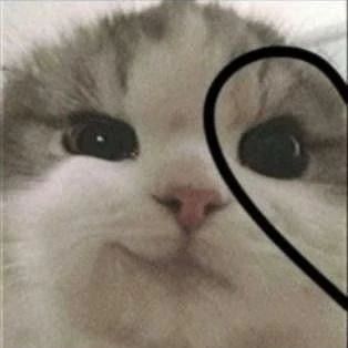 🐱 Парные авы с котиками
