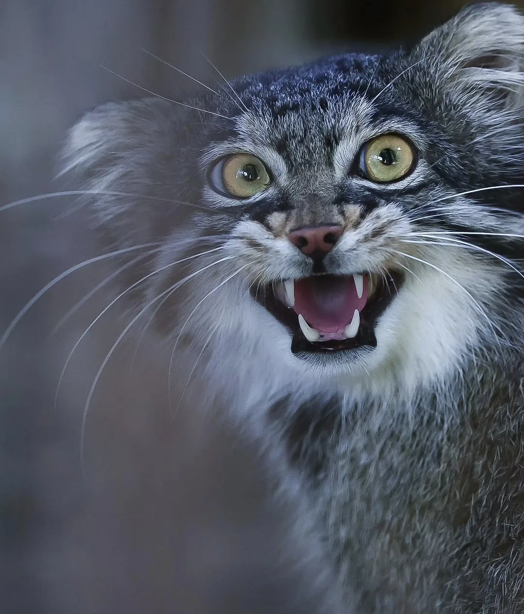 Разбудили – кормите!⁠⁠😼
Фига, зоопарк Ногеяма.
📸 safariyokohama