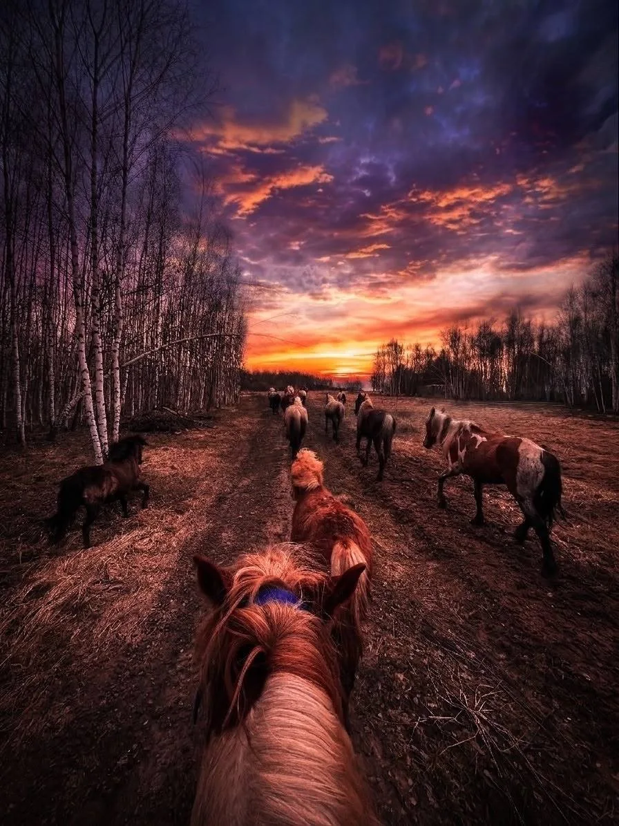 Завораживающие фотографии с прогулки конного клуба в Поварово 😍  На снимках идеально всё — закат, ло
