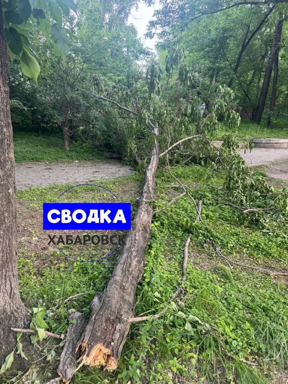 На Постышева дерево упало, третий день лежит.