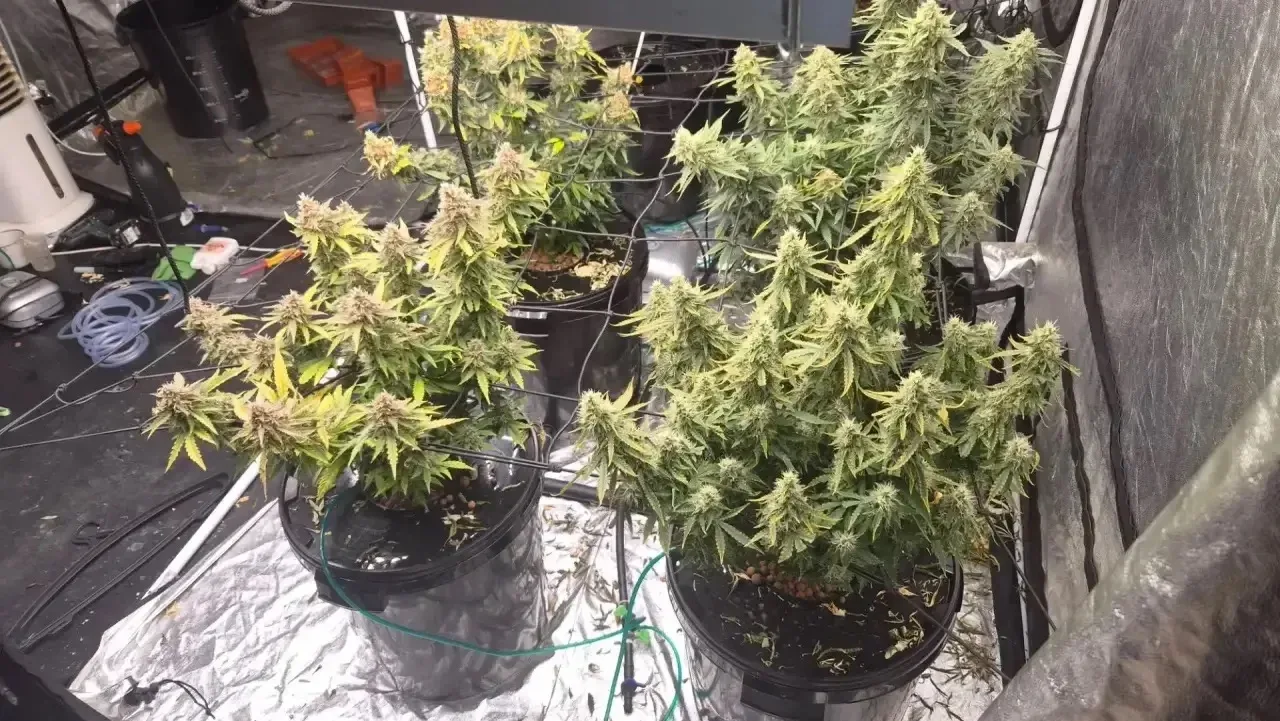 🌿 В Барнауле мужчина устроил наркоферму в арендованном доме