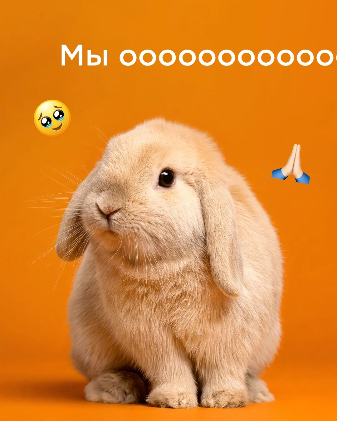 Кажется, мы больше не можем хранить этот секрет... 👀