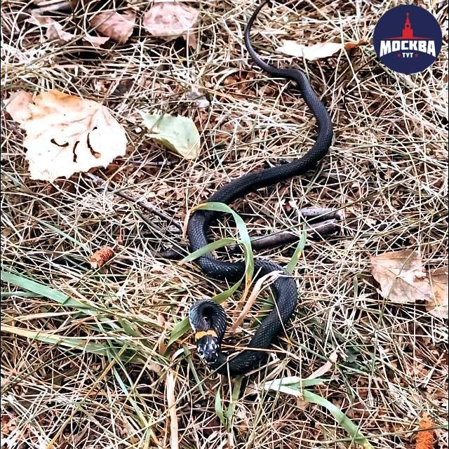 🐍Змеи в Подмосковье начали готовиться к зимней спячке