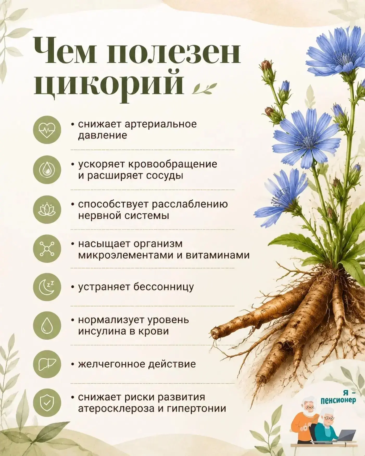 Чем полезен цикорий