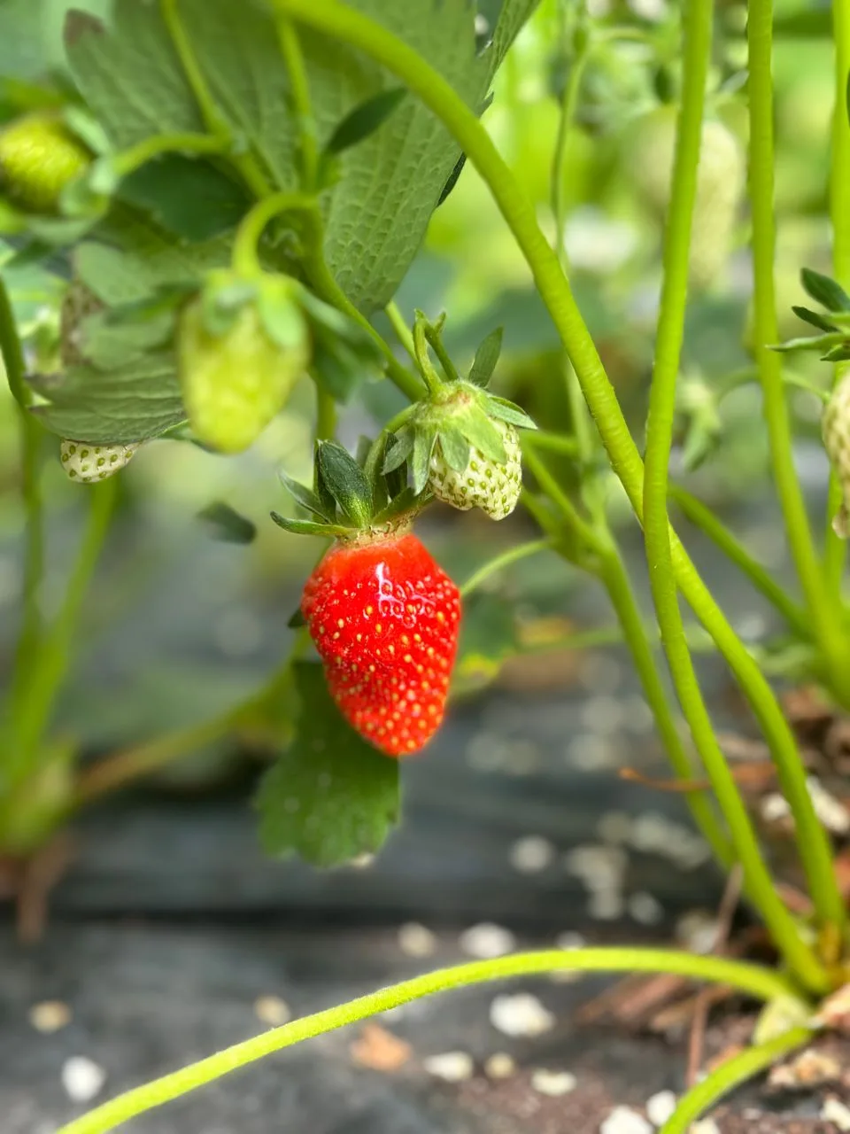 🍓 Вкусные новости! 🍓