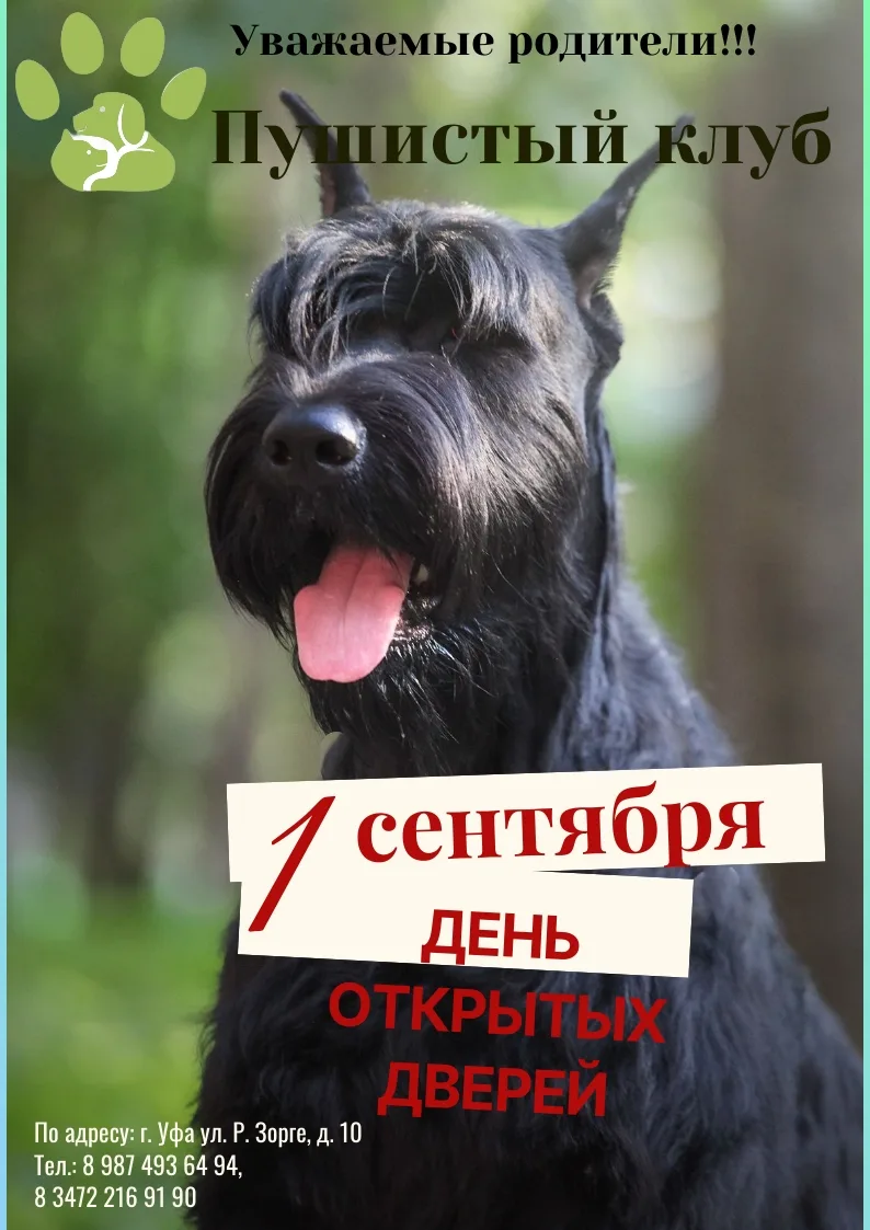 🎉 День открытых дверей в «Пушистом клубе»! 🎉