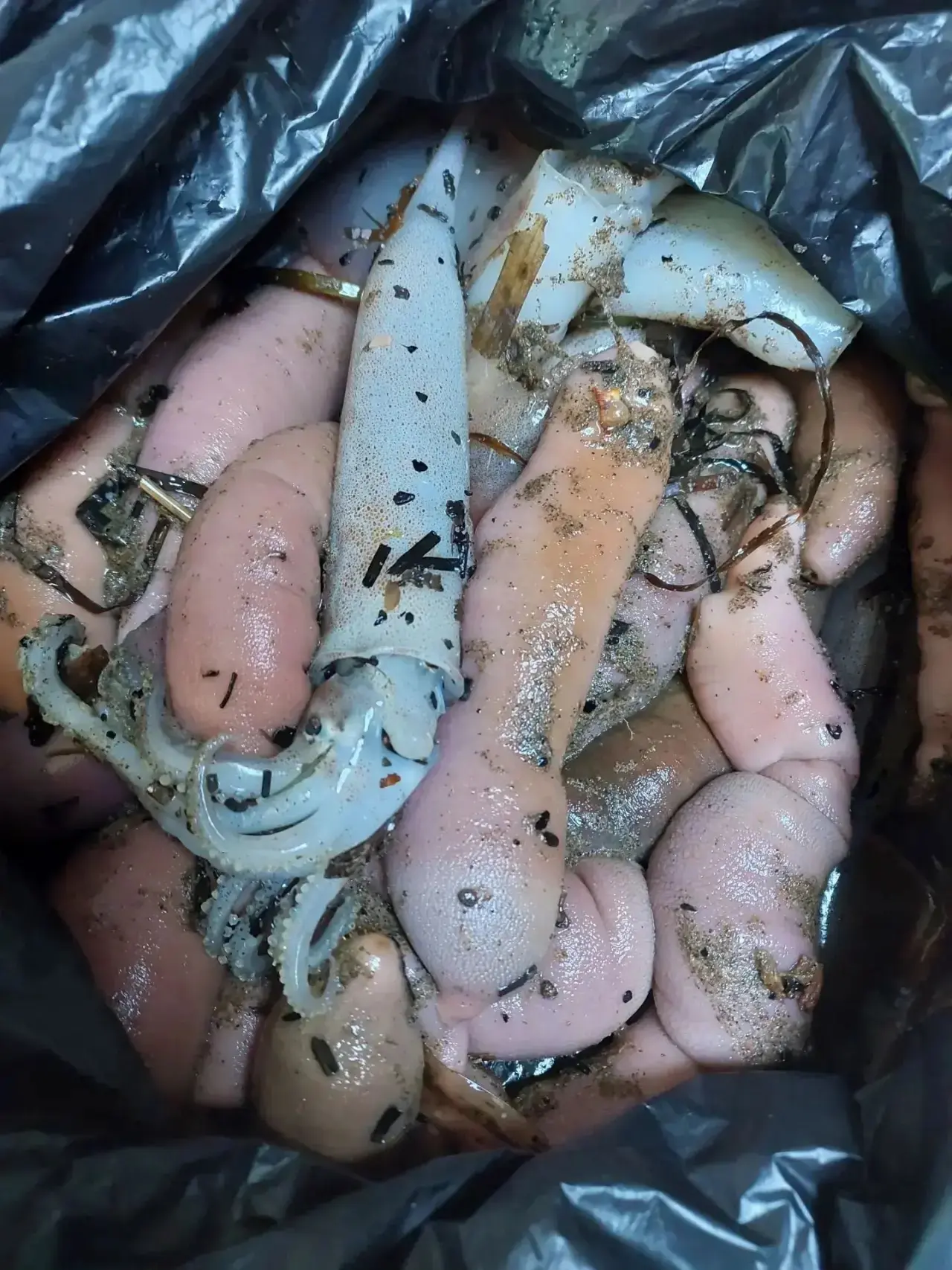 Поронайский район. Кальмар пошел 🦑