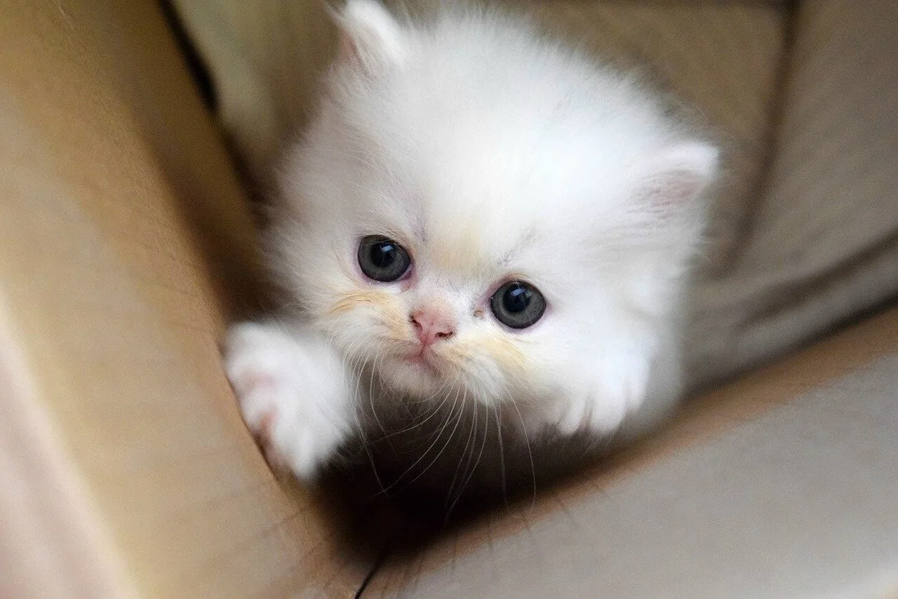 Милоты в ленту 💖