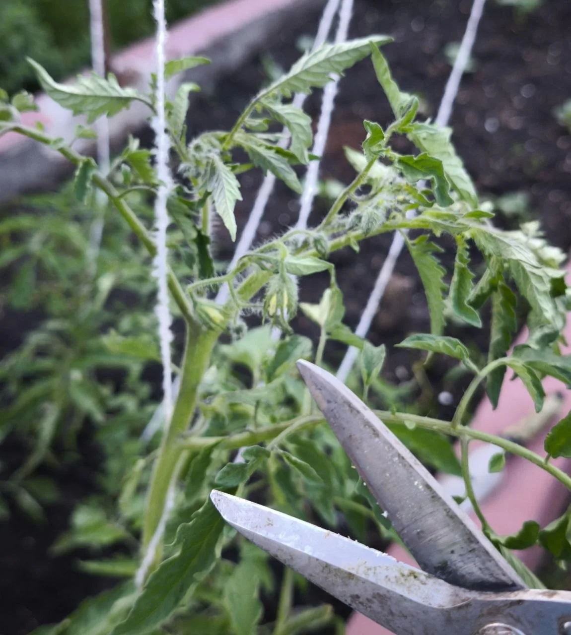 🍅 ✂️ Об обрезке томатов – коротко и ясно