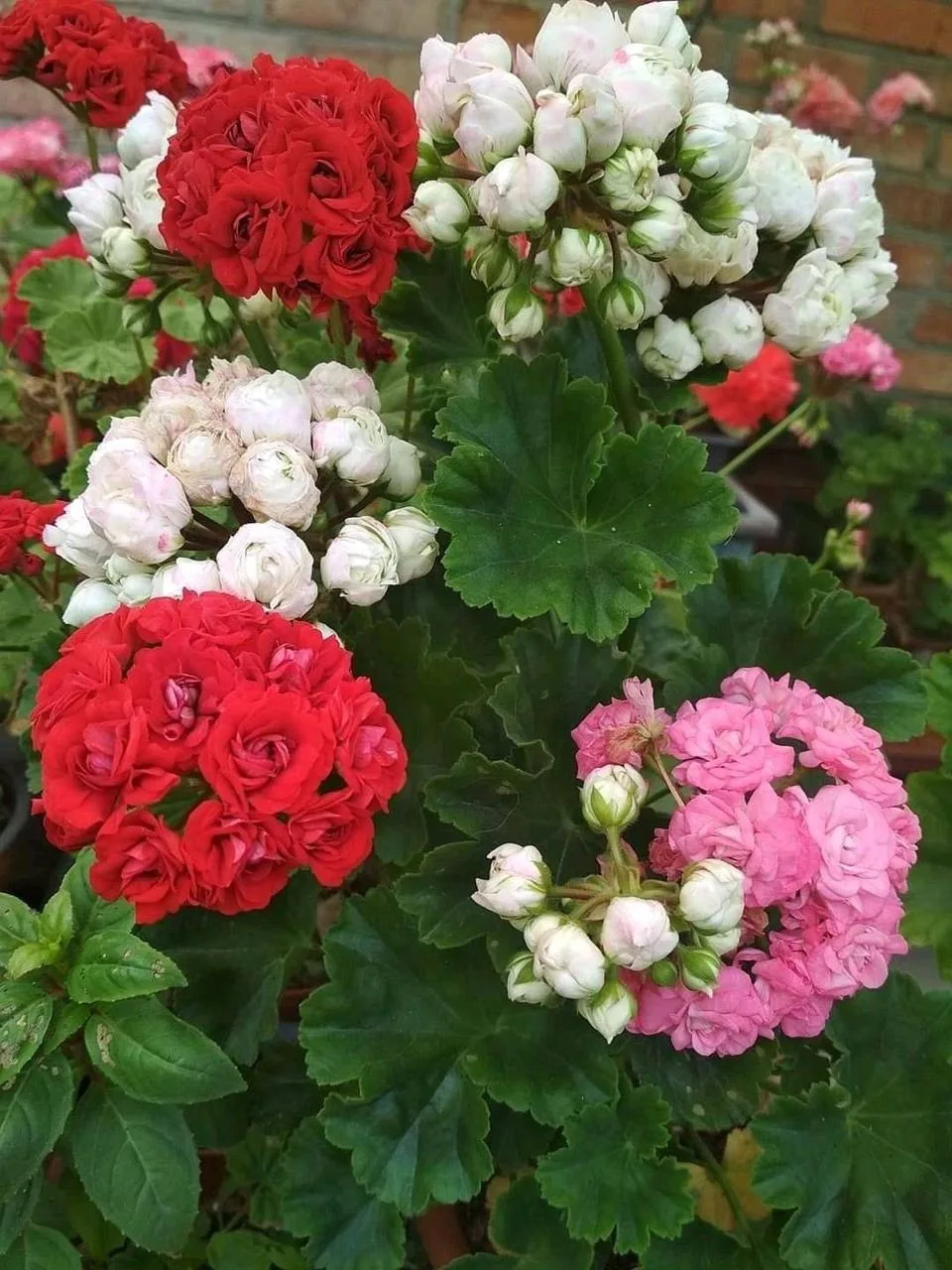 Пеларгония зацветет гораздо пышнее, если сделаете так 👇😌