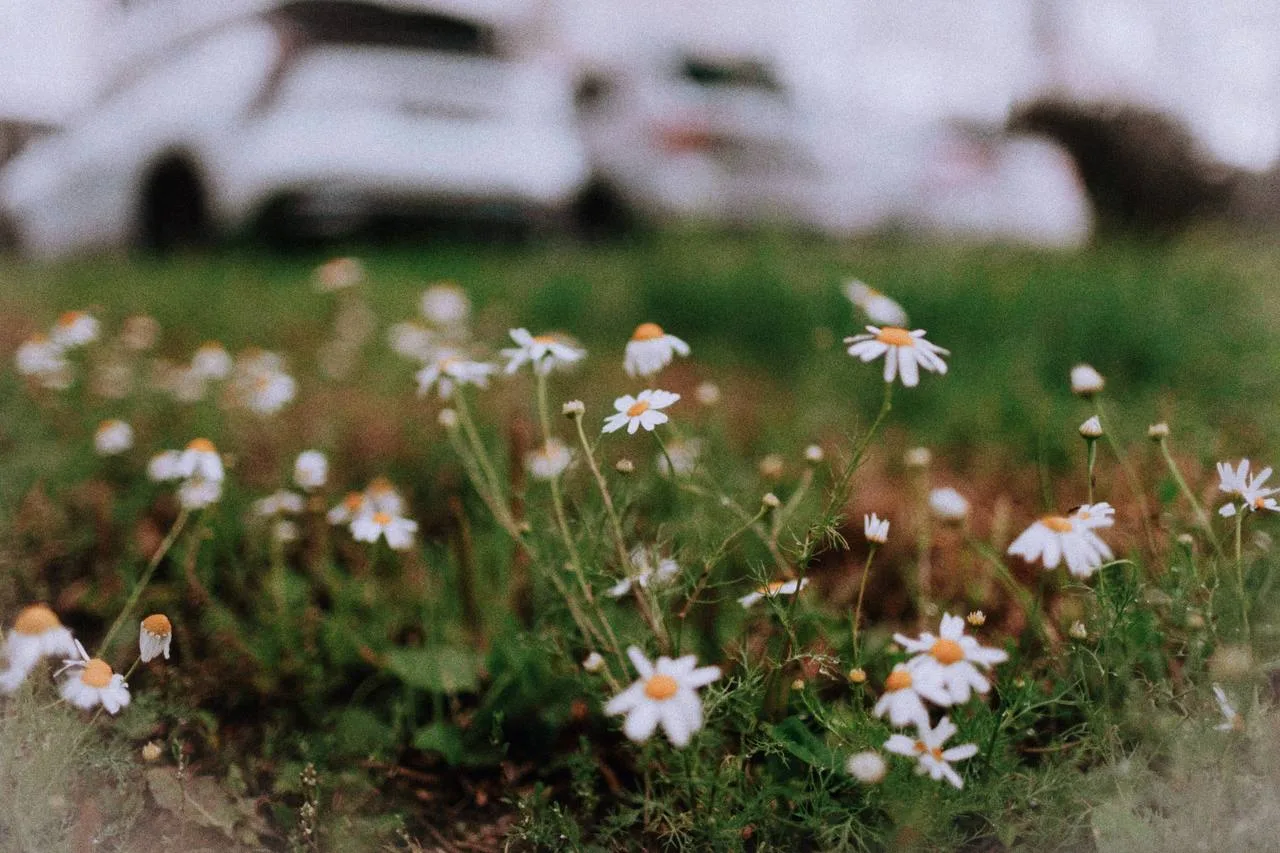 Красота в деталях 🌸