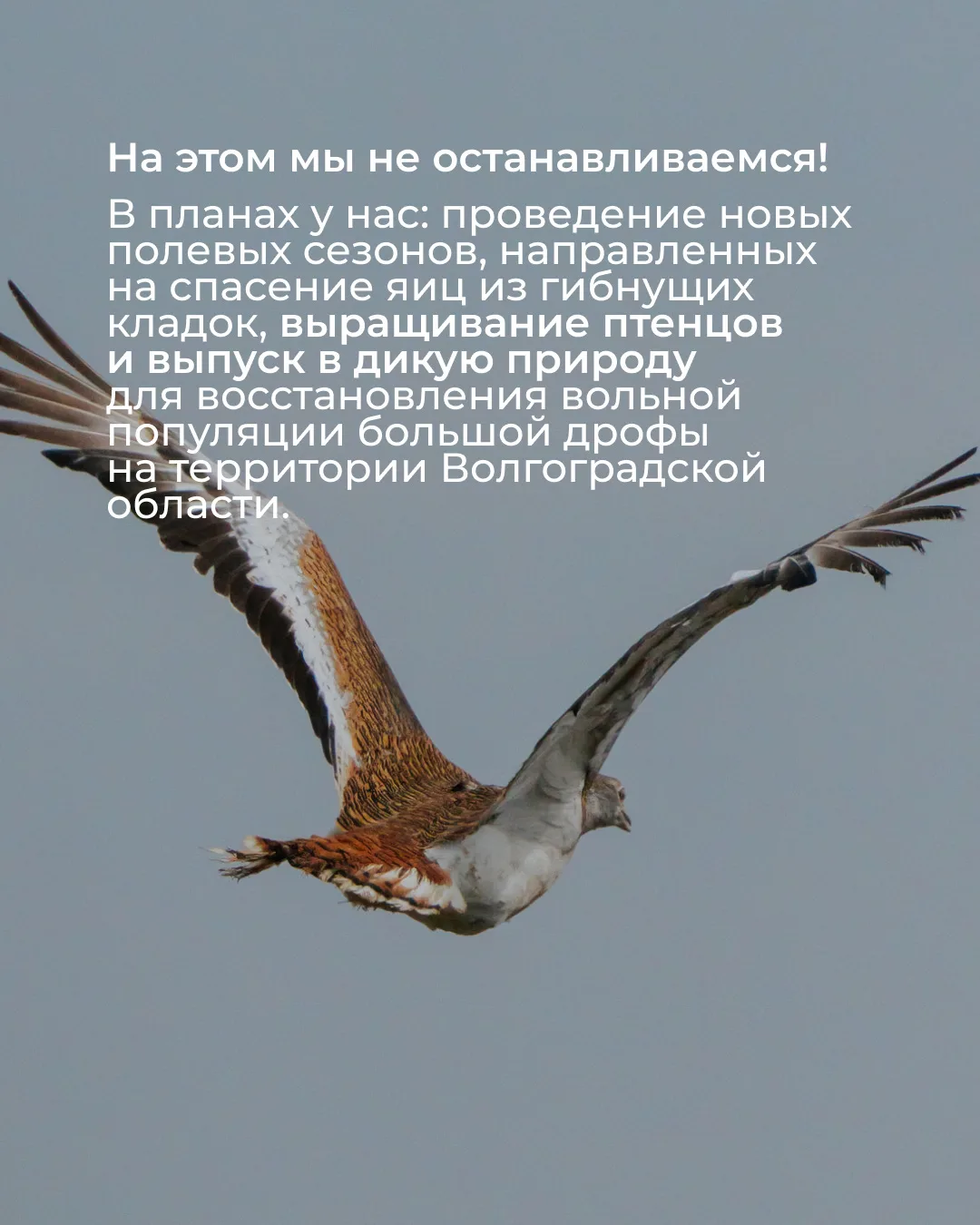 Кажется, Волгоградская область только что стала частью большой истории возвращения дроф! 🐦   В Волго