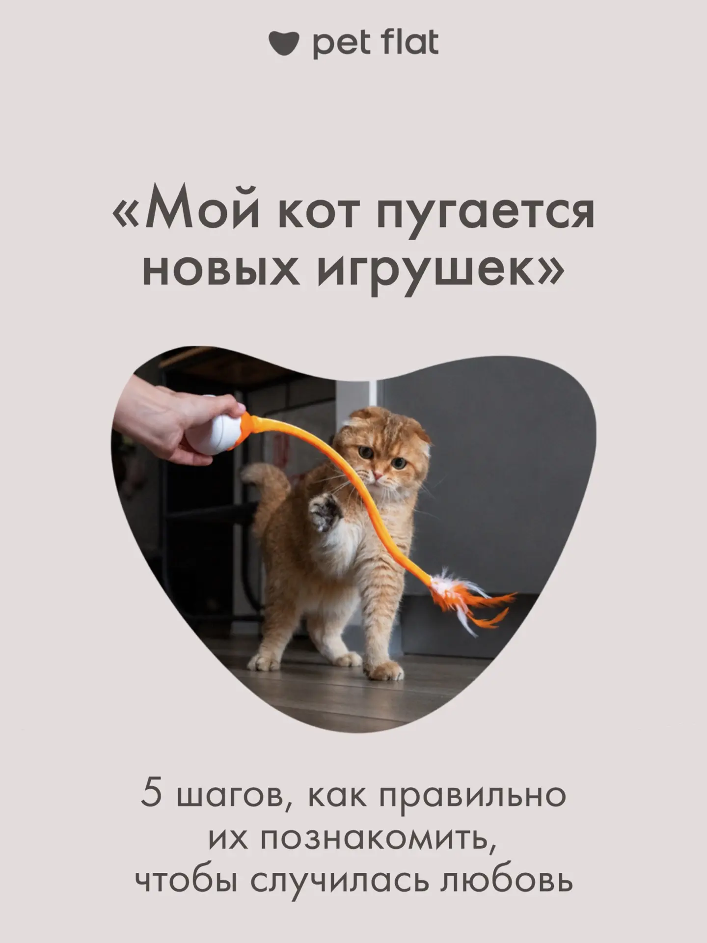 Рассказываем, как подружить питомца с новой игрушкой 🧡