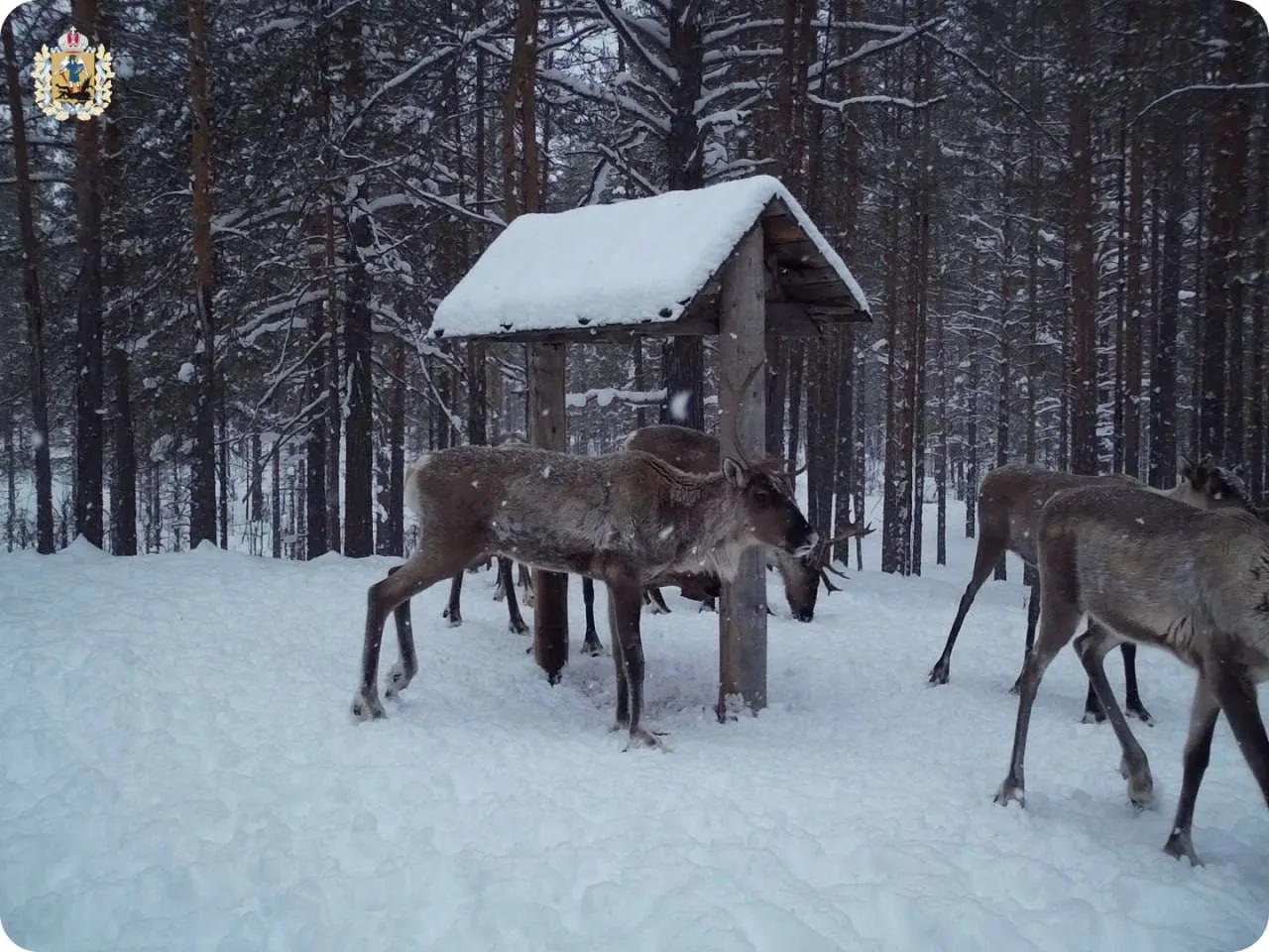 В Поморье изучают животных с помощью фотоловушек.  С наступлением весны специалисты продолжают анали