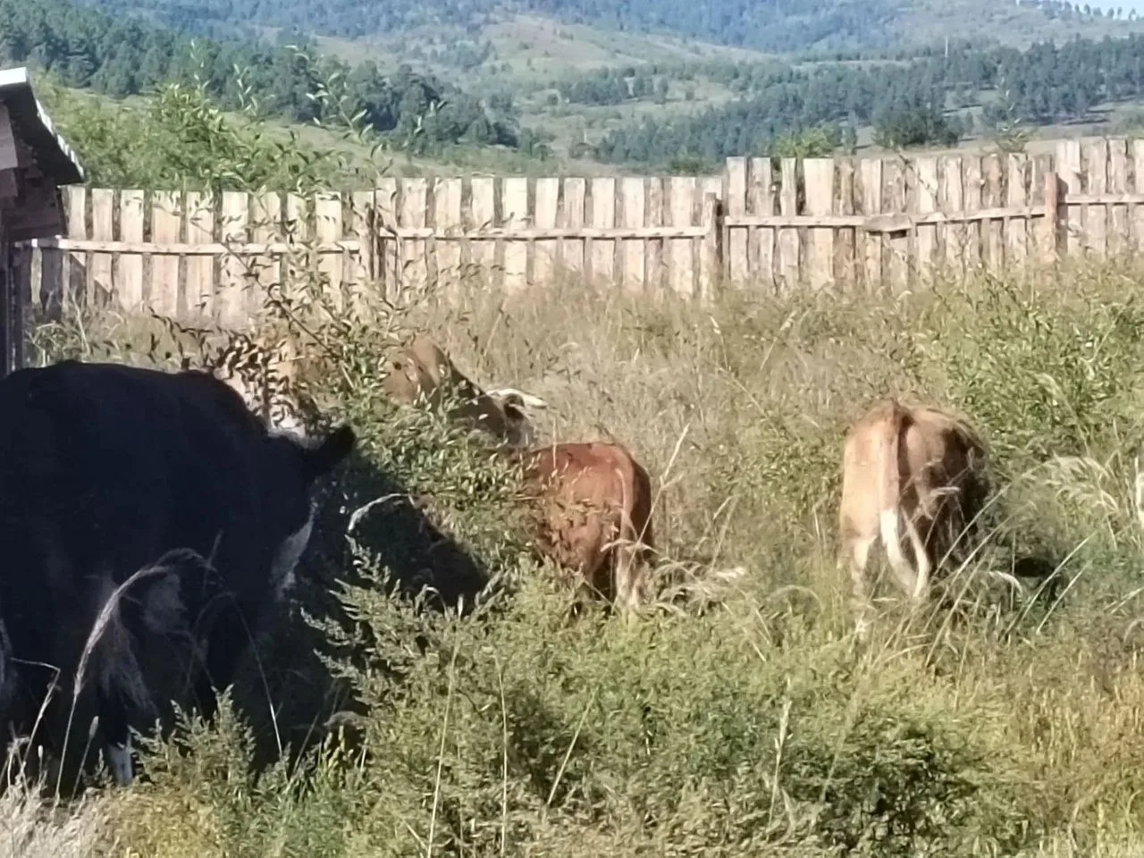 🐄 ВНИМАНИЕ, ВЛАДЕЛЬЦЫ КРУПНОГО РОГАТОГО СКОТА!