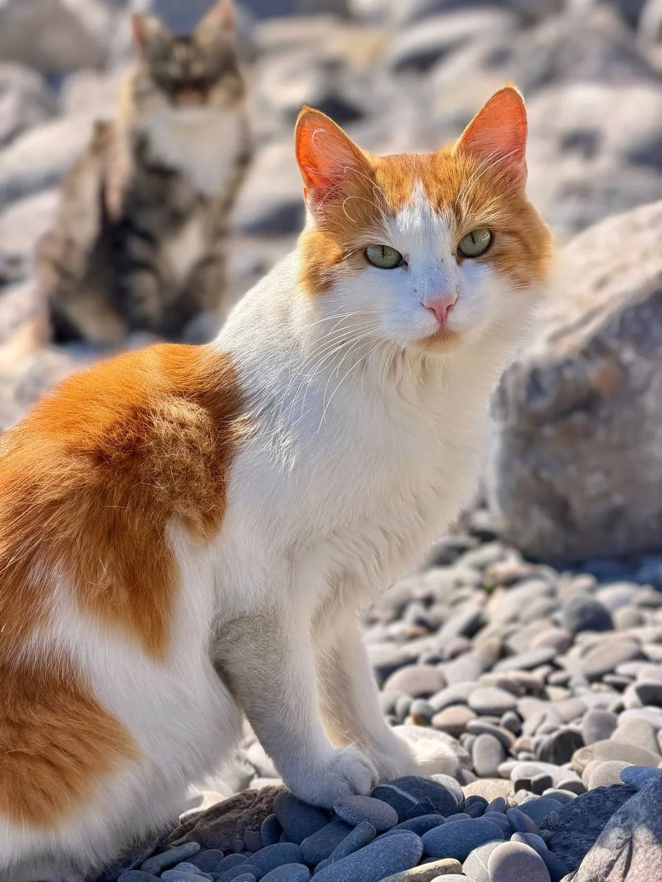 Местное пляжное пушистое опг 😃🐈🐈‍⬛