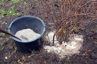 🌳 Осенняя подкормка смородины и крыжовника: как подготовить кусты к зиме!