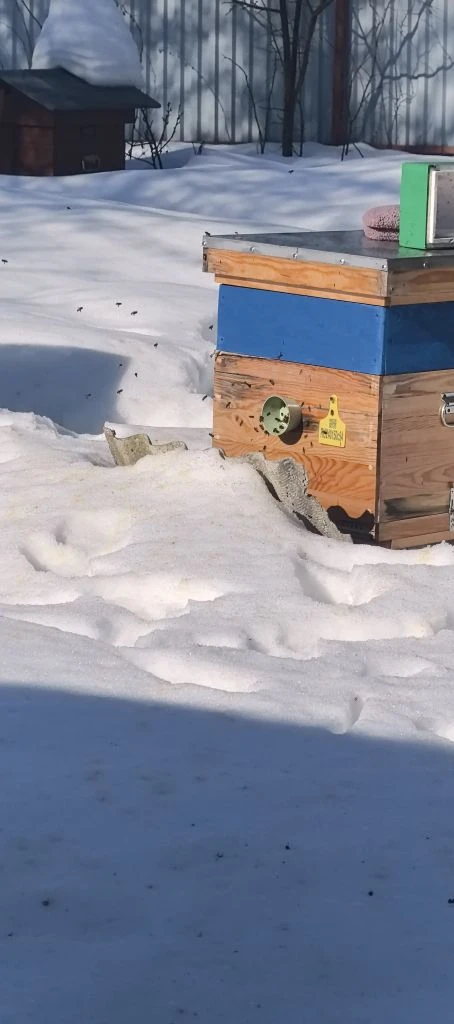 Еще немного пчёлок зимой ❄🐝