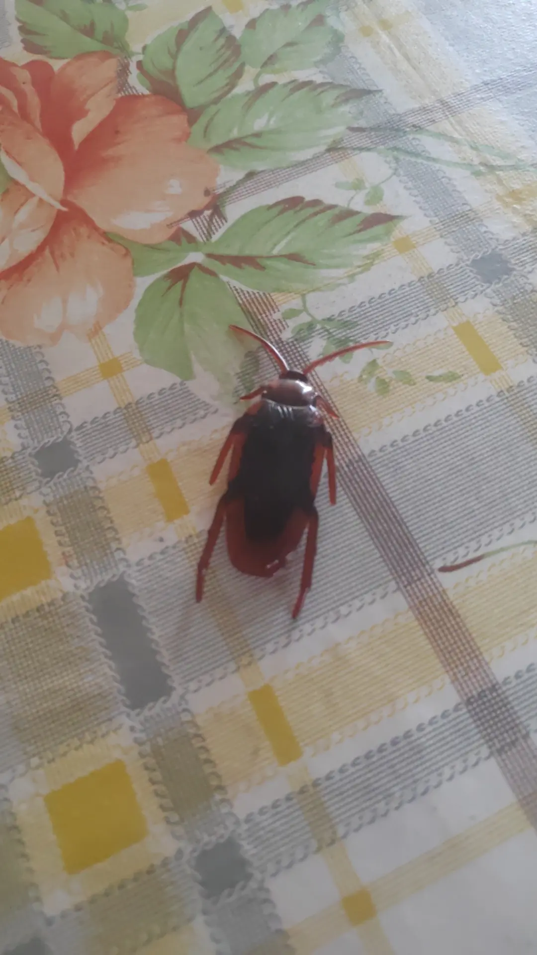 Как вам мой друг?🕷️