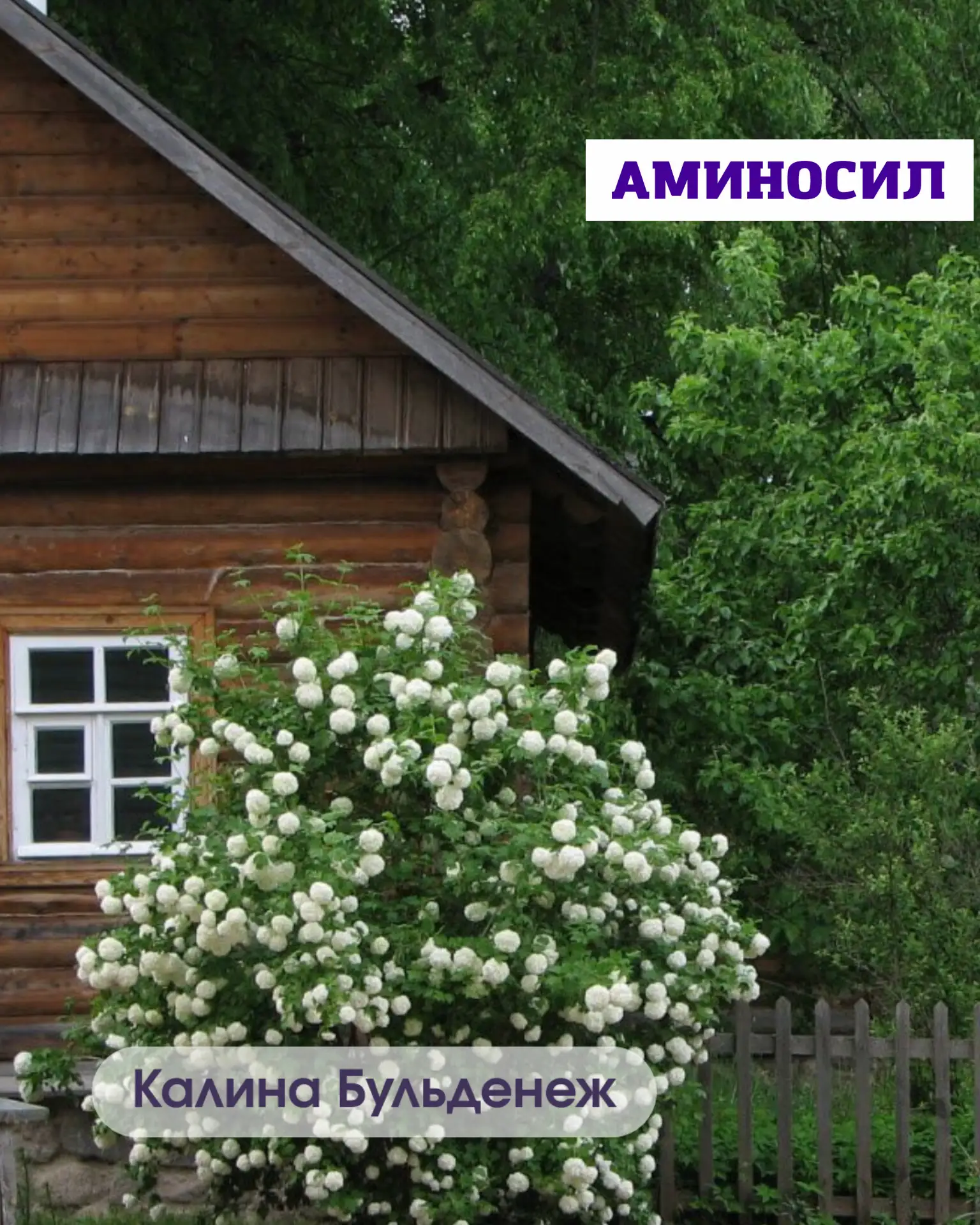 🌿 5 неприхотливых кустарников, которые мгновенно преобразят ваш сад  Хотите, чтобы участок выглядел 