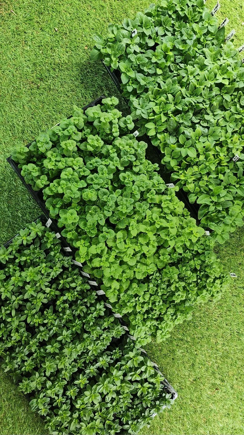 Ещё только начало февраля, а уже столько красоты наросло 😍🌱