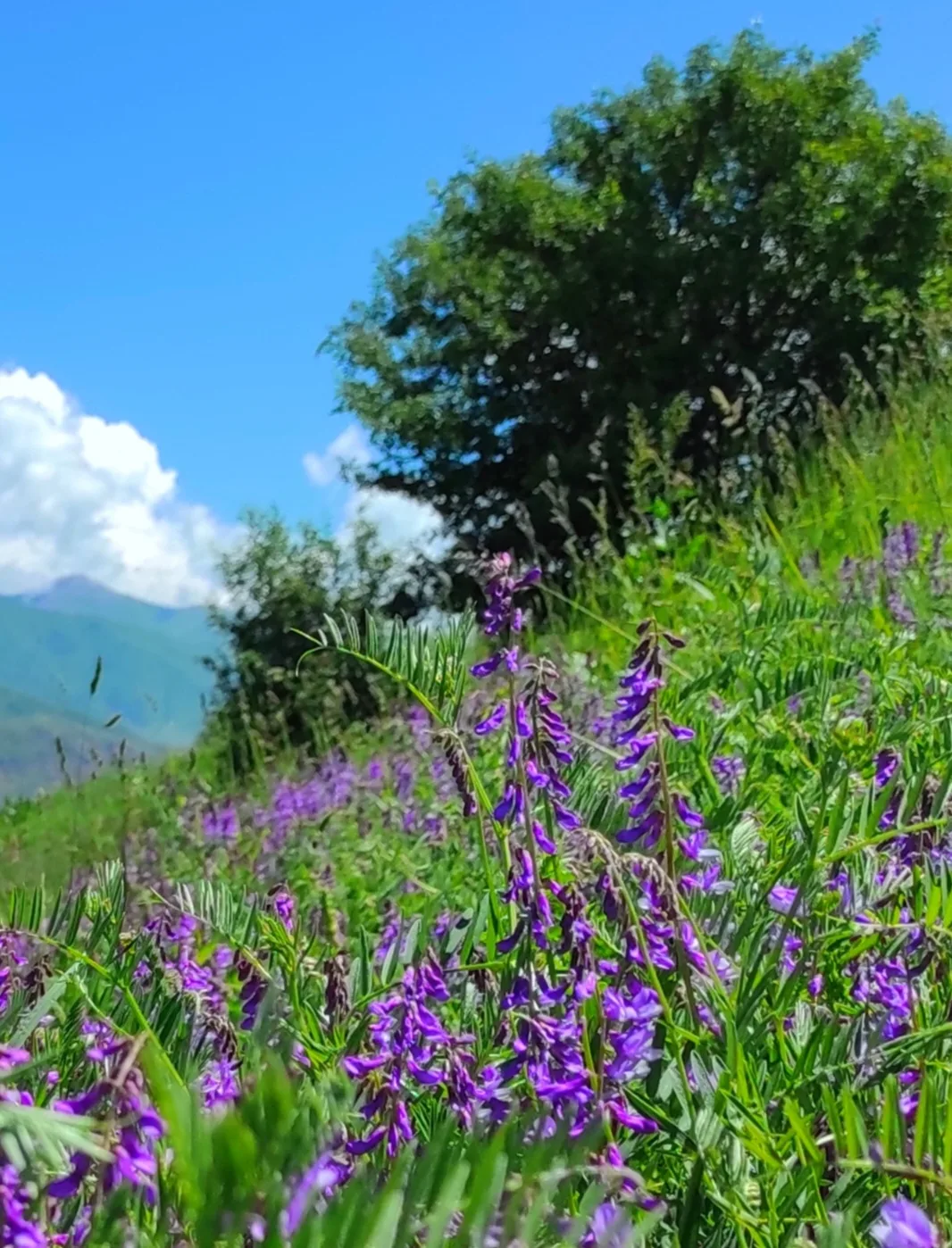 Передаём яркие летние картинки с киргизских медосборных полей.

+29, 🌺 🐝 
📍 
Кюрментю, река Курме