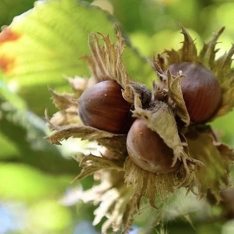 🌰 Фундук на 6 сотках: реально и очень вкусно

Фундук — это окультуренная лещина. Орехи вкуснее, кру
