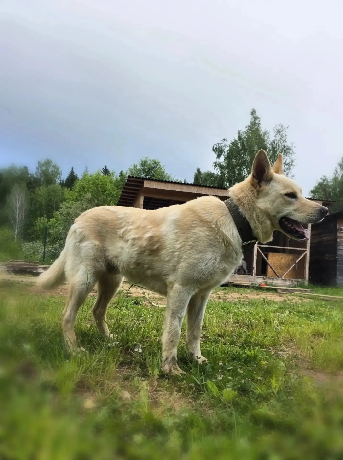 🐕 ОТДАЁМ ЩЕНКОВ В ДОБРЫЕ РУКИ