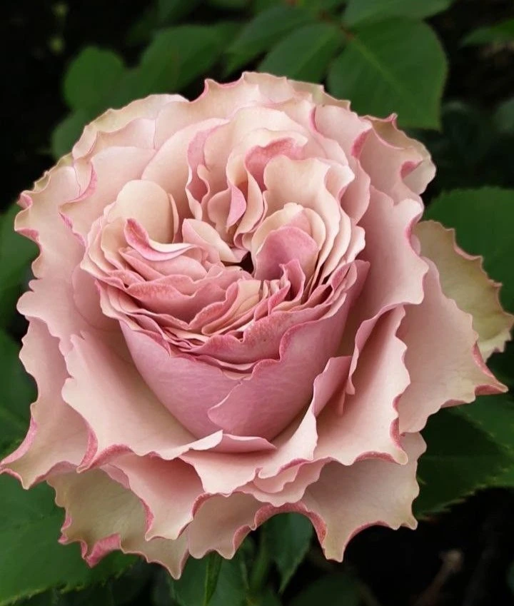 Пепельно-сиреневая роза 🌸