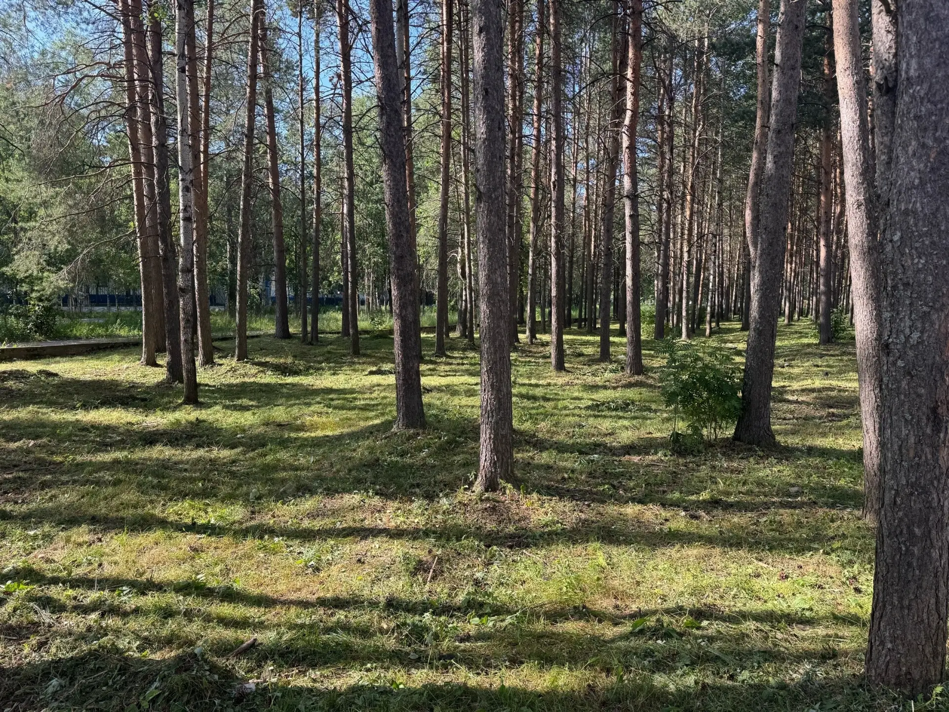 Заметили, многие газоны в Печоре стали аккуратнее? Подстрижку выполняет предприятие «Ст...