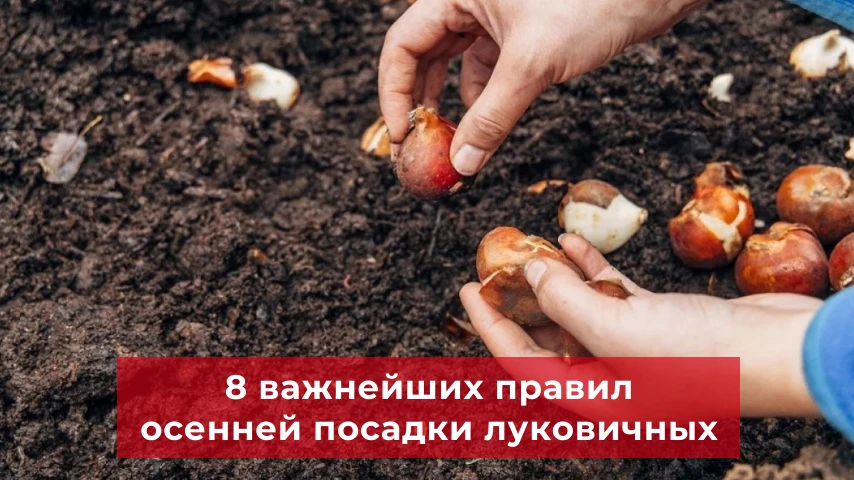 Для чего тюльпаны, нарциссы, крокусы и мускари должны перезимовать в земле