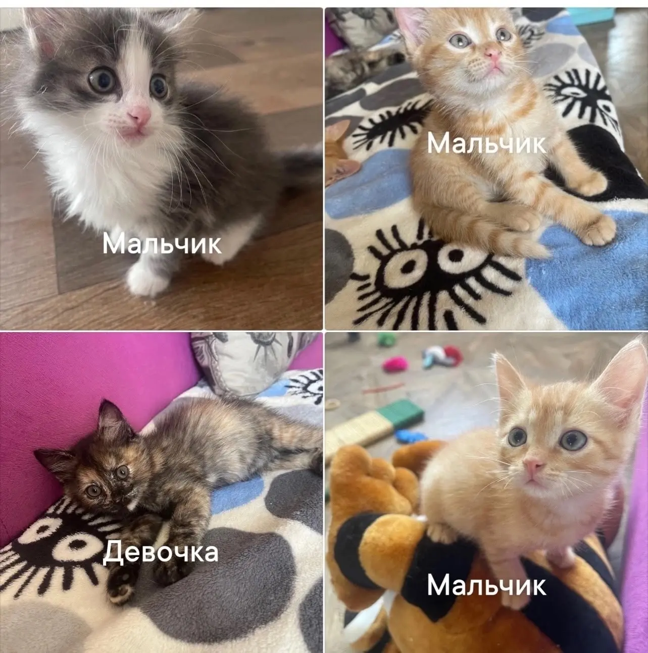 🙏❤️Три очаровательных котенка мальчика и девочка , в поисках  семьи . Возраст 1,5-2 ме...