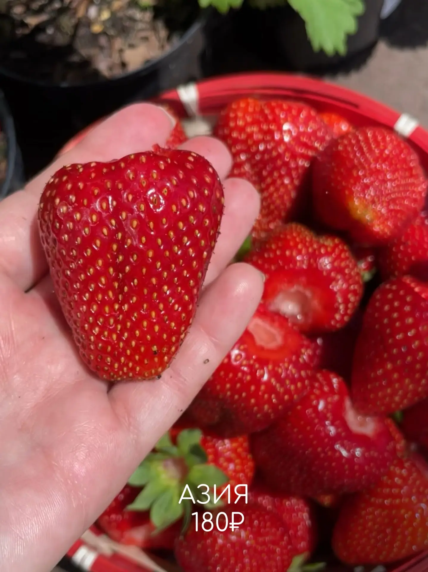 🍎🍏Пока деревья только просыпаются, для садовода начинается самое важное время. Земля ещё держит зимн