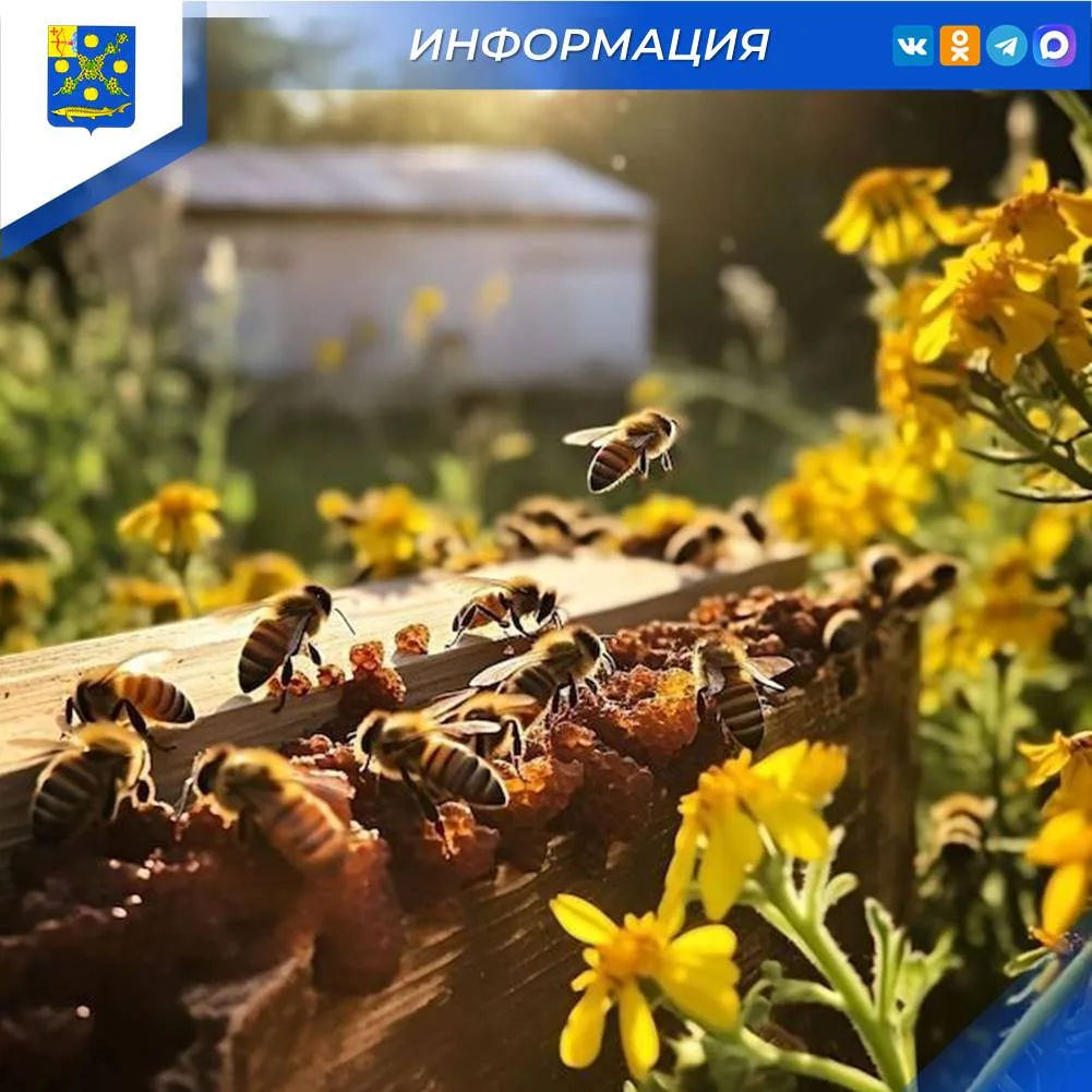 🐝 В Кировской области утверждены новые рекомендации по профилактике отравления медоносных пчел при 