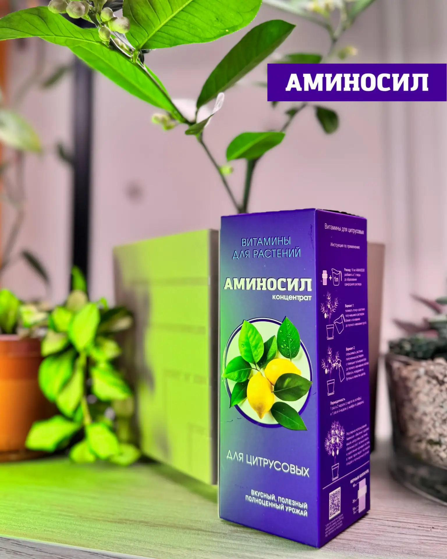 🍋 КОМНАТНЫЕ ЦИТРУСОВЫЕ: КАК НЕ УПУСТИТЬ ГЛАВНЫЙ ПЕРИОД РОСТА  Лето — ключевой этап для цитрусовых 🌿 