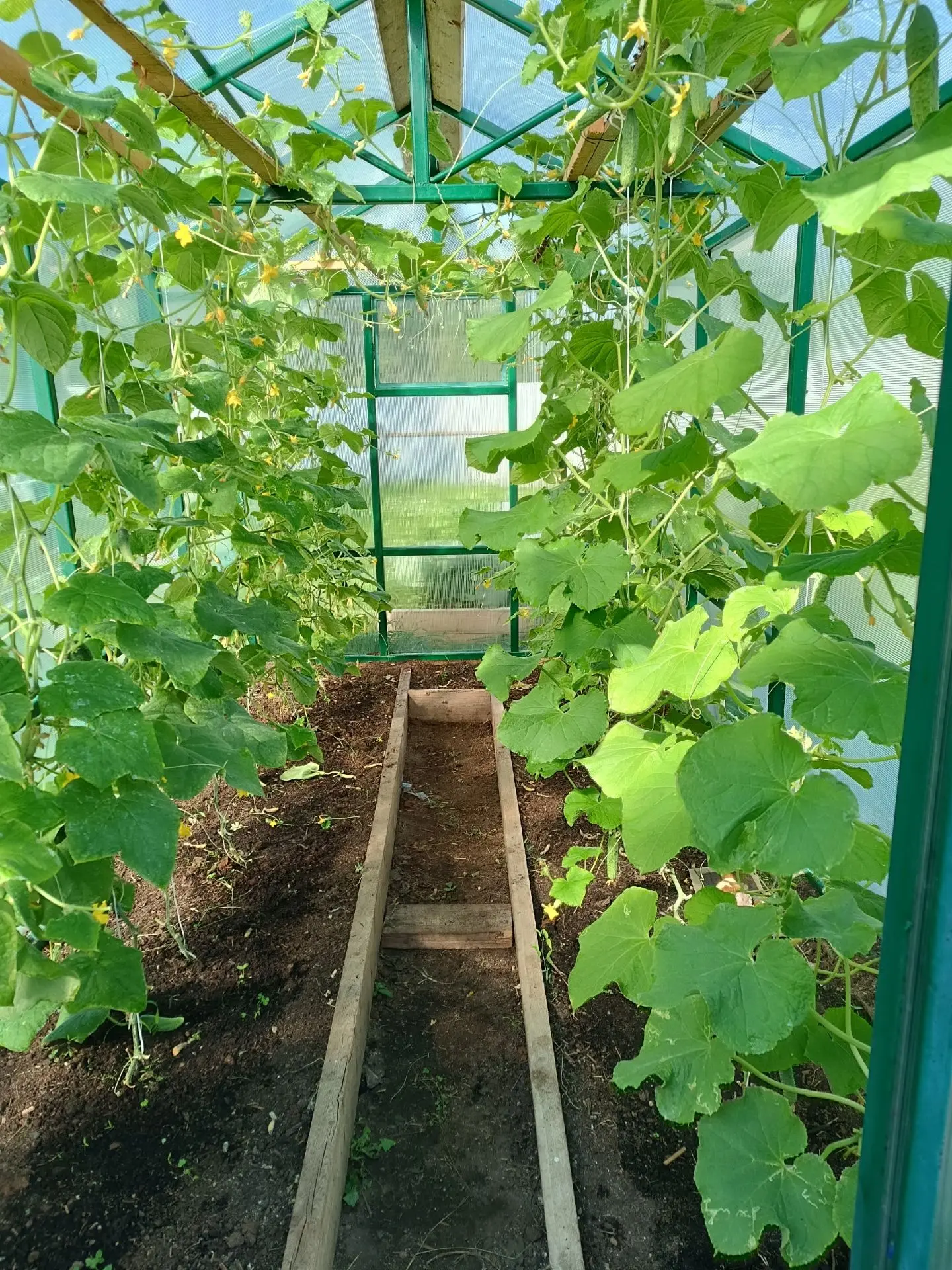 🌱Наконец-то настал тот самый момент, когда каждый день начинается с прогулки по участк...