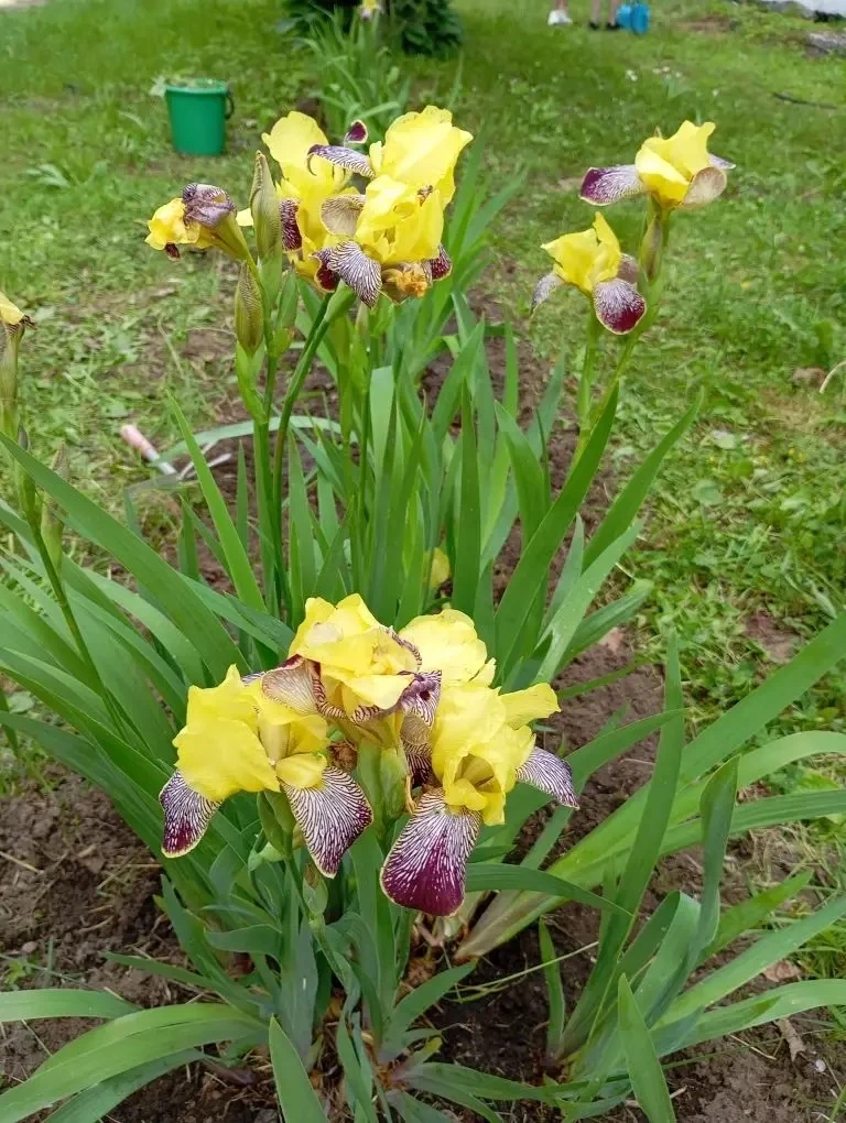 🌱 Трудовая практика продолжается

С 1 июня в нашей гимназии началась трудовая практика у старшеклас