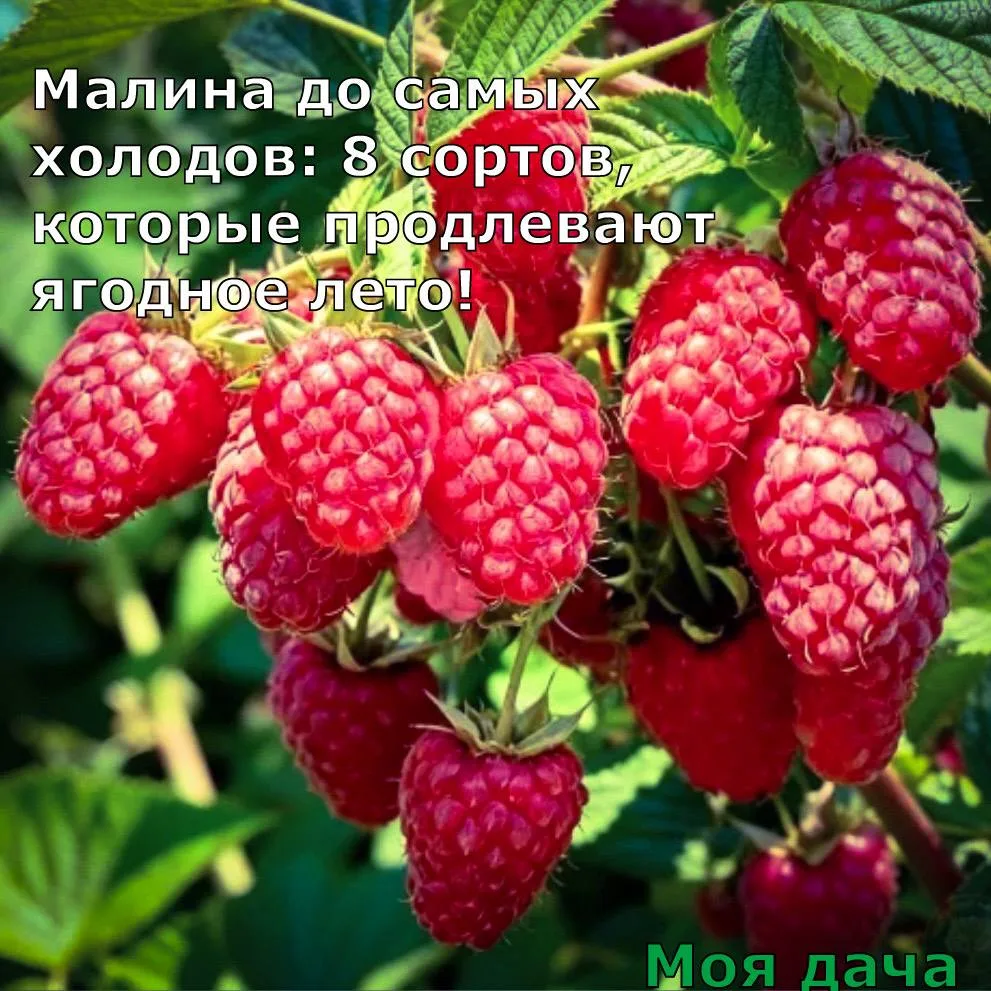 Изображение 1 к публикации «Моя Дача»