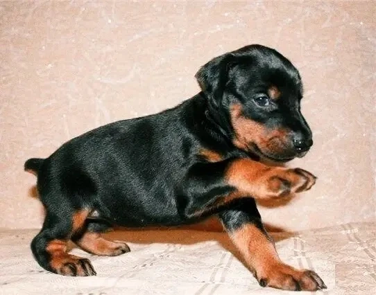 🐶 Мечтаете о верном друге с благородной внешностью и живым умом? Знакомьтесь — щенки д...