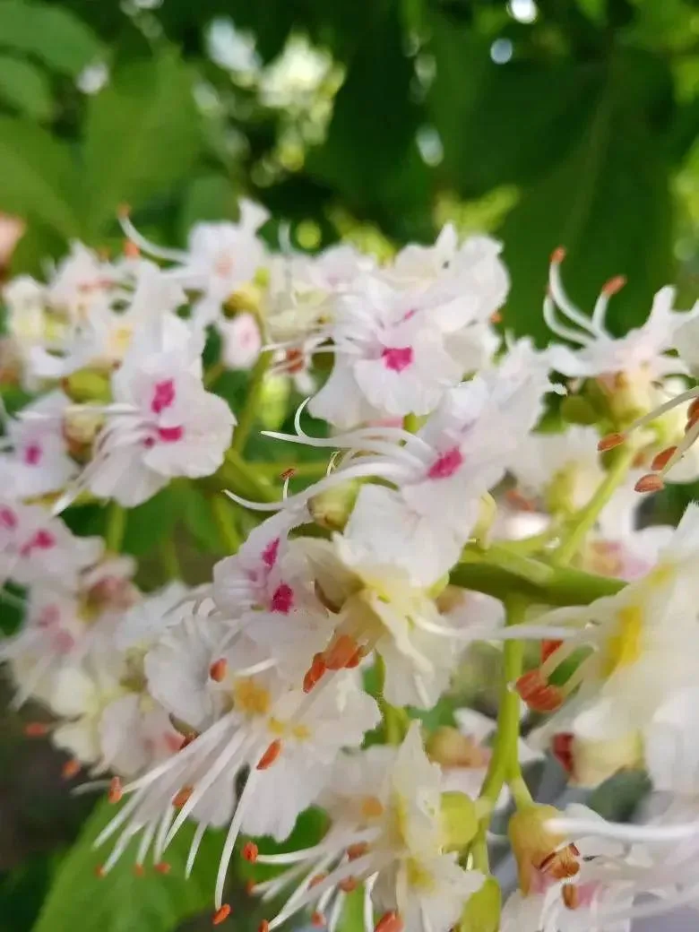🌸 В Павшинской Пойме распустились каштаны   Подписаться на @krasnogorsk_oblast
