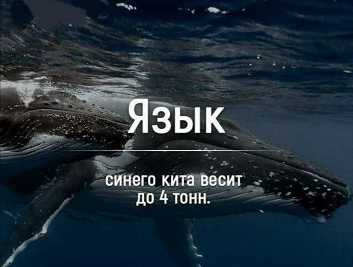 #забавные_животные