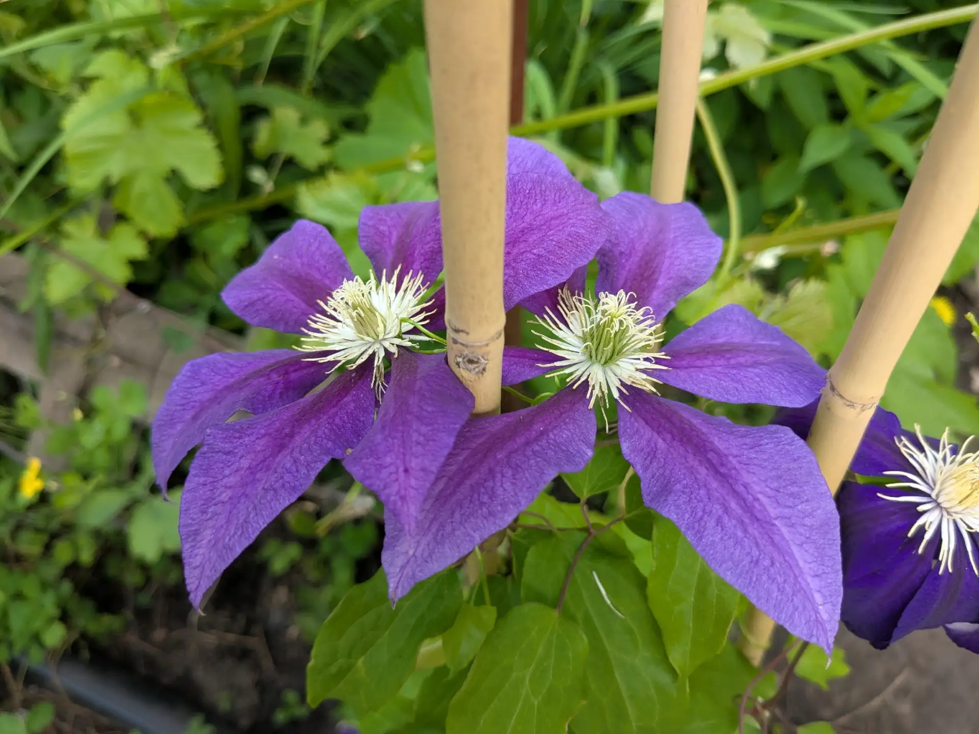 Клематис Julka, который в прошлом году "бастовал" настолько, что даже не вылезал из земли, решил "во