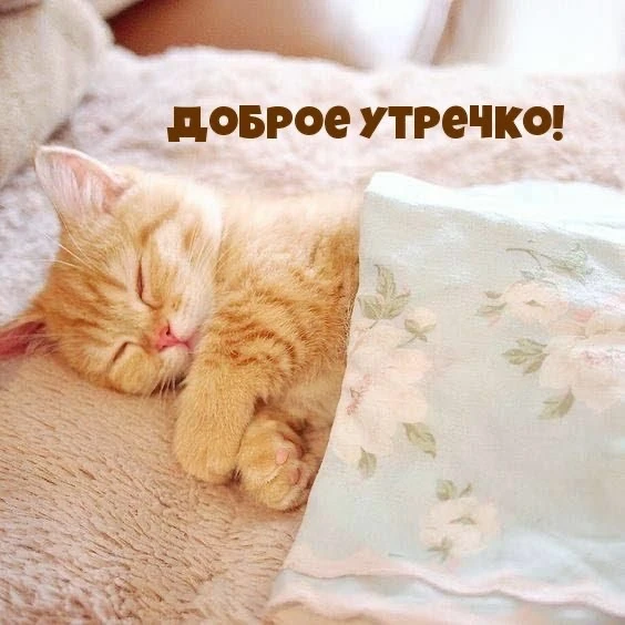 Котаны • подписаться