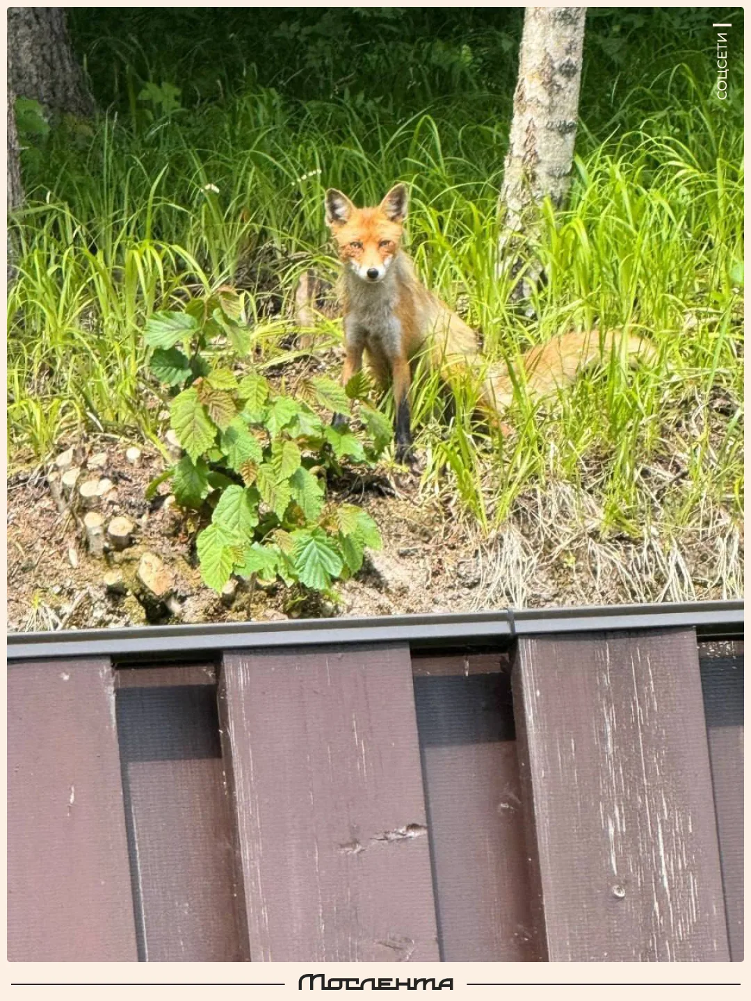 🦊 Лисята зачастили шнырять по Подмосковью.

Щенки уже достаточно подросли и в норе их не удержишь. 