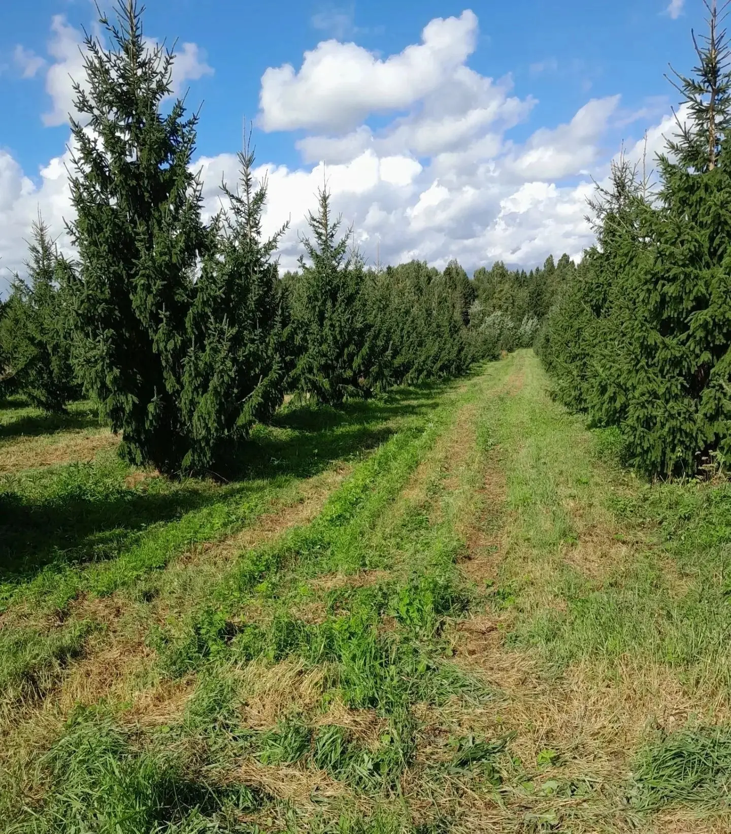 🌲 Специалисты лесхозов области продолжают проводить уходы за объектами лесного семенов...