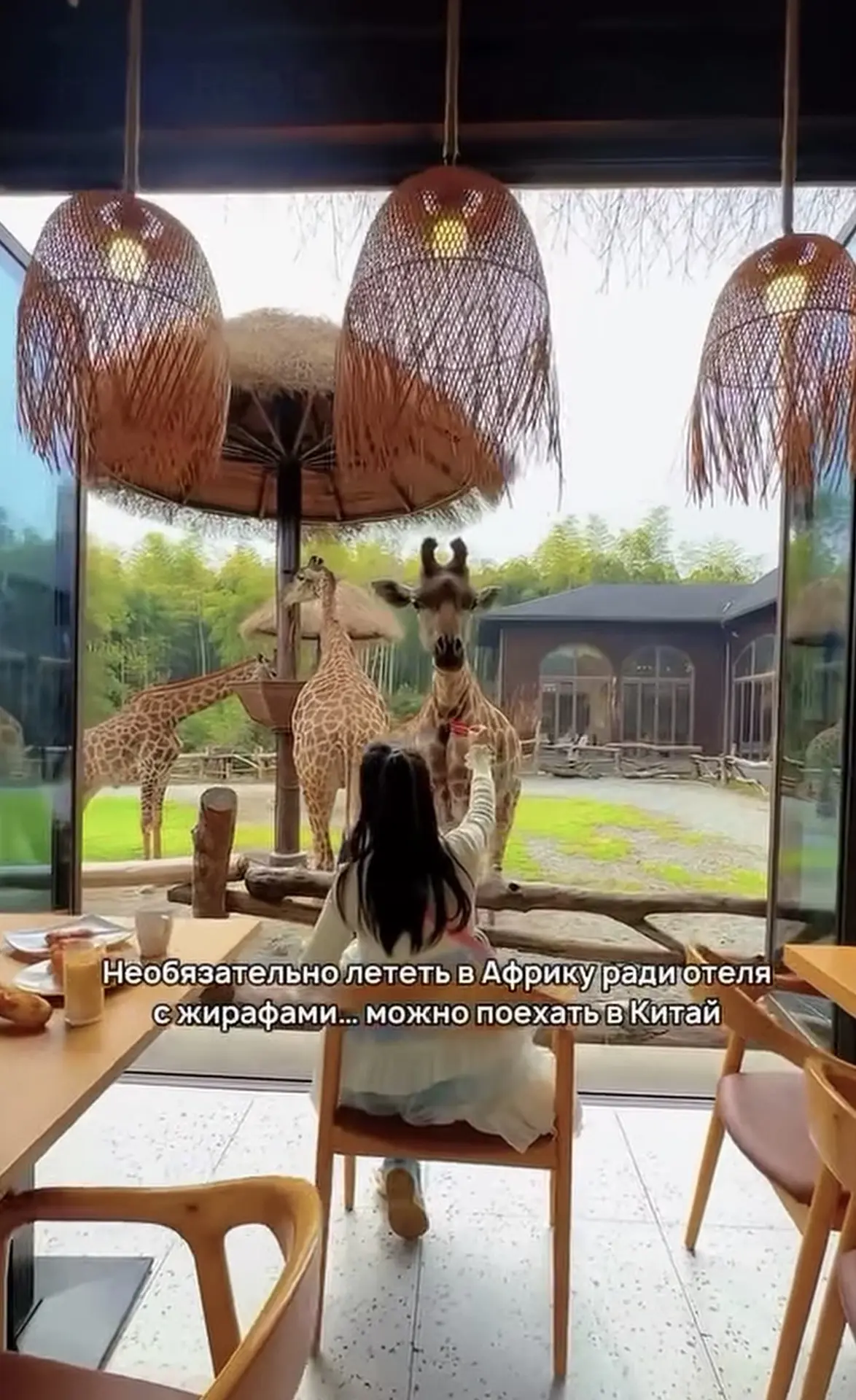 Завтракали когда-нибудь так, чтобы в окна к вам заглядывал жираф 🦒 и его можно было по...