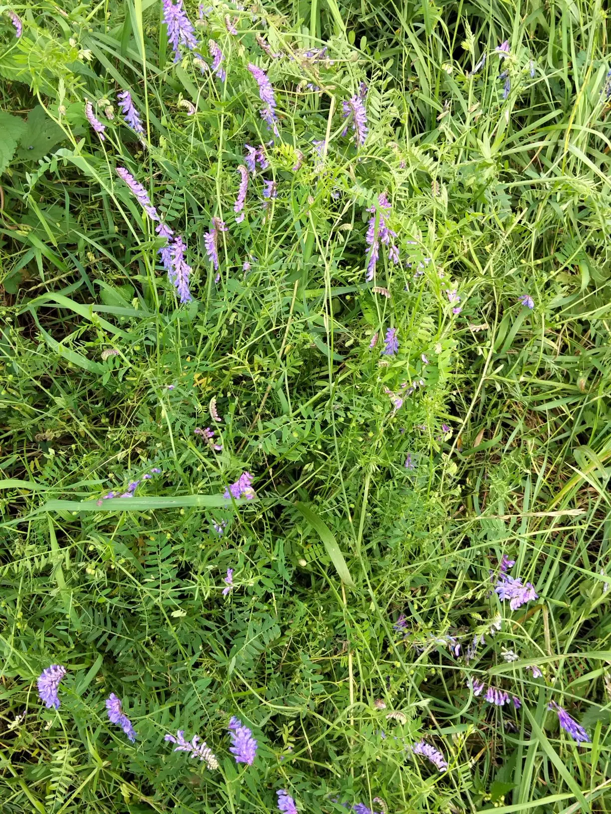Немного о защитах.