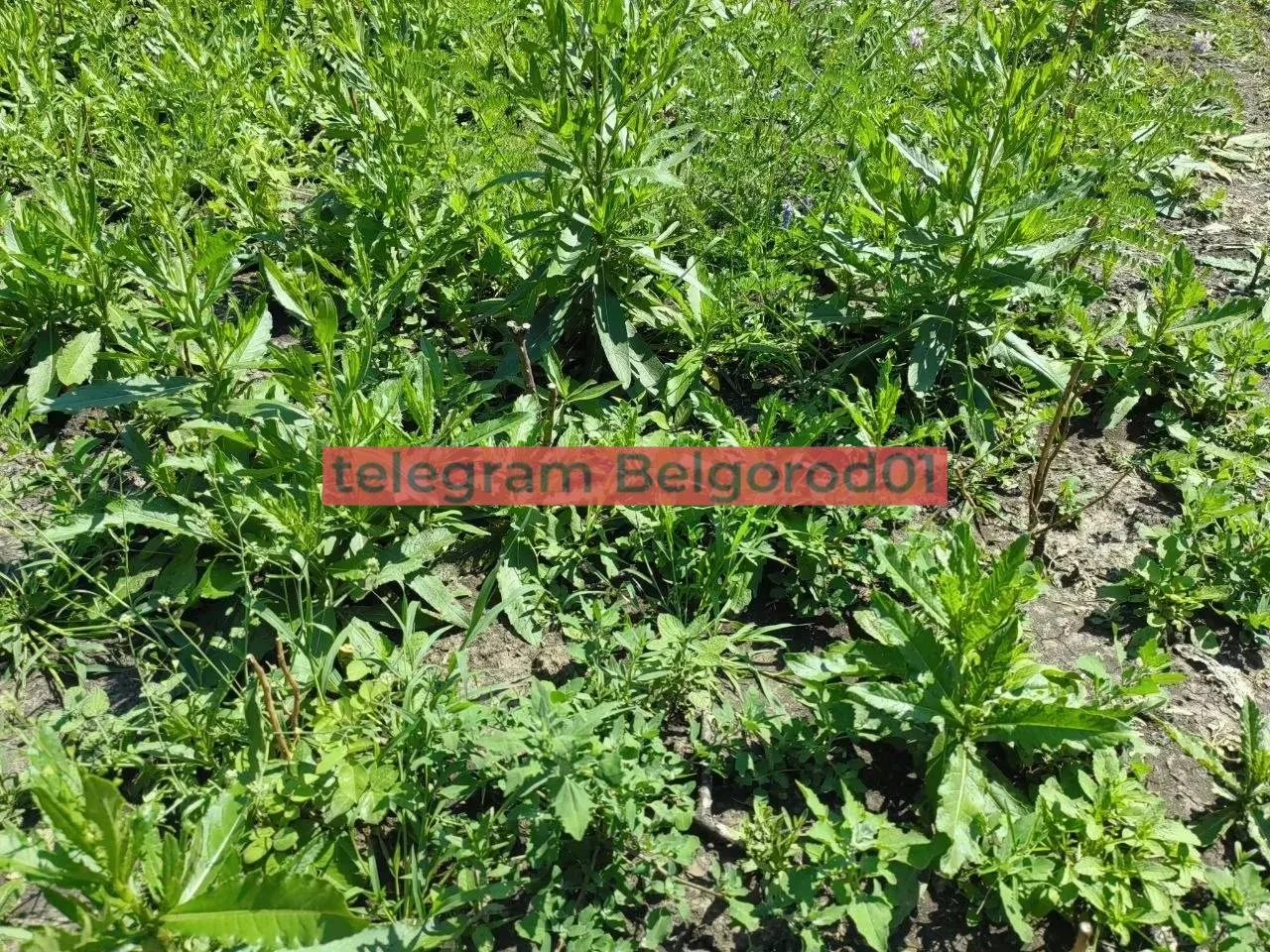 На состояние розария на Народном бульваре пожаловались читатели 🥀

«Вон там среди метровых сорняков